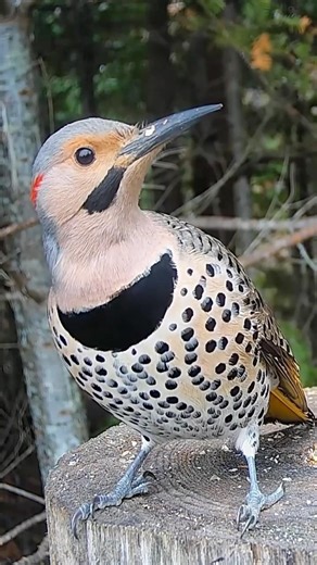 Northern Flicker. See link ~ Full video