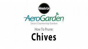 14 reactions | Chives can be stored in a refrigerator in a plastic bag for up to a week. But to make the most of the delicate onion flavor of chives and retain the luscious green color in your recipes, chives are best used fresh. Learn how you can prune your chive plants below... | AeroGarden | Facebook