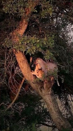Cheetah Climbs a Tree in Seconds—Hyenas Left Stunned