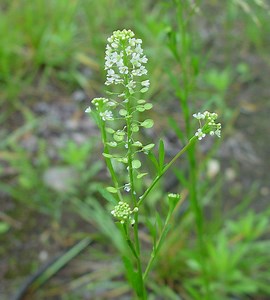 Lepidium - Alchetron, The Free Social Encyclopedia