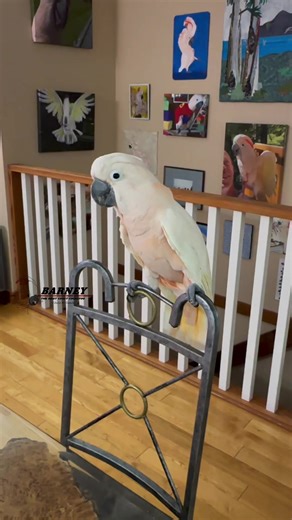 Happy Dance! 🕺 🧡 #barneythewestcoastcockatoo #cockatoo #happy #dance