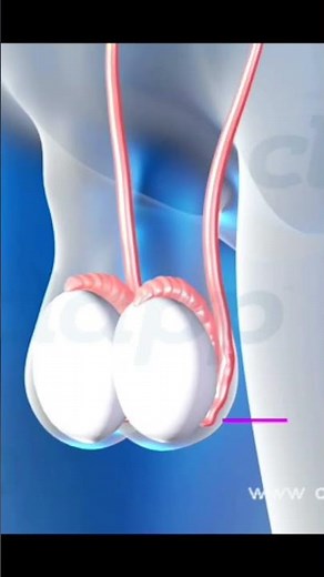 Anatomy of Male Reproductive Organ ( 3D Animation)