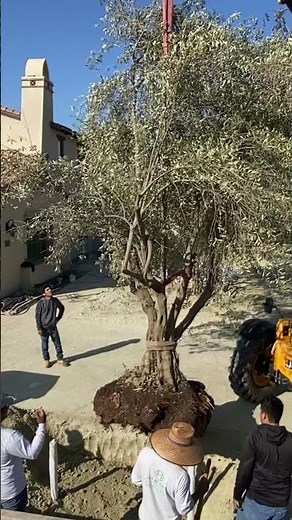 Planting olive trees