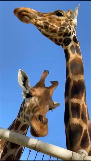 Gerald and family 🦒