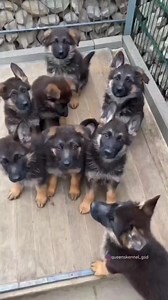 Awww! So Cute Baby🥰 Do you really love German Shepherd? 😂 #gsd #gsdofinstagram #gsdlove #gsdpuppy #germanshepherd #germanshepherdpuppy #germanshepherdsofinstagram #gsdlife #puppy #doglover #dogs #doggo #doglife #dogsofinstagram #dogsofinsta #love #LoveisLoveChallenge | All About German Shepherds