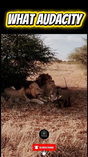 WILD BOAR VS LION 🦁 How audacious that WILD BOAR is 😂#animalvideo #animals