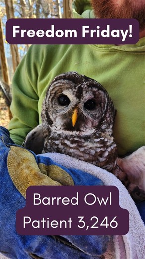 🦉 Freedom Friday! 🦉 This beautiful Barred Owl came to Anderson Humane Wildlife Center after being clipped by a vehicle and suffering minor head trauma. Thanks to quick action from a caring finder — and a short rest and recovery with our rehab team — this owl was cleared for release in no time. We’re thrilled to share that it’s now back home in the wild where it belongs. Fly free, friend! 💚✨ Want to learn more about our Wildlife Programs? Visit us at ahconnects.org/wildlifeeducation | Anderson