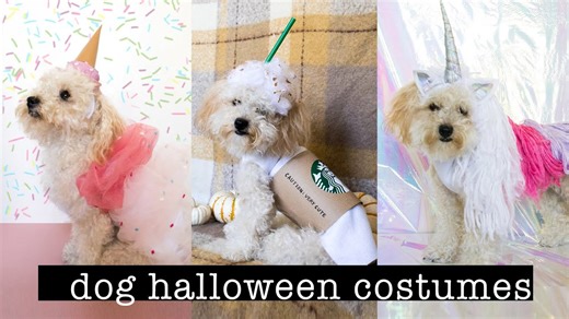 DIY Halloween dog costumes that are cute and easy