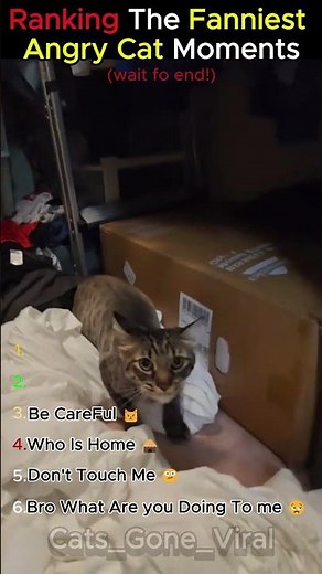 Ranking The Funniest Angry Cat Moments 😾🐱