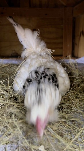 Ameraucana hen is in the nesting box 🐔ready to lay an egg 🪺 #backyardchickens #PetLovers #cute #followersreels #adsonreels #naturelovers #animallover #adorable #Ameraucana #eggs #follower | My lovely Animals