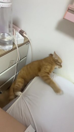 가오부리다 쪽당한 고양이 영상 — 치즈냥이 웃긴 순간