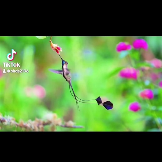 👀✨ Marvelous Spatuletail 💜🏹✨ . A rare, gravity-defying gem of the Peruvian Andes. . 🌍 Found exclusively in the remote Rio Utcubamba Valley of northern Peru, this endangered hummingbird inhabits misty forest edges and high-altitude scrublands where wildflowers are abundant. . 🌿 It is famous for the male's extraordinary tail, which consists of only four feathers—two of which end in large, violet-blue paddles (spatules). These long, wire-like feathers can be moved independently, and the male w