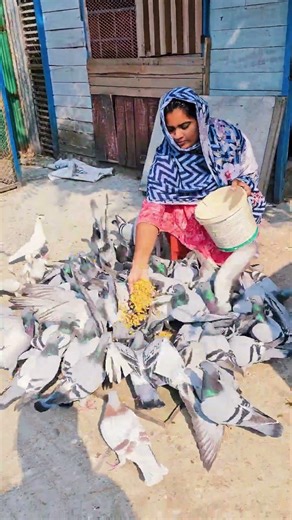 My pigeons are busy eating now.