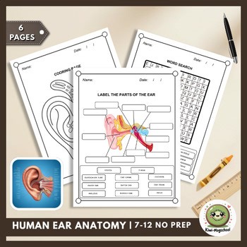Human Ear Anatomy Labeling | Sensory Organs & Auditory System (No Prep)