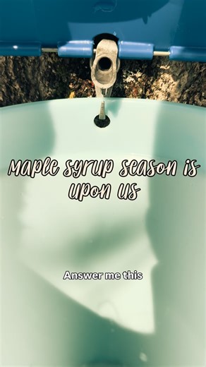 Tapping 5 trees will give us syrup for a year. 🍁Maple syrup season is one of my favorites, such a wildly time consuming and patience practice for the best reward. Don’t get me wrong, I love the gardening process but green beans compared to sweet, earthy, fresh homemade maple syrup, I’m picking the syrup every time. And it’s not scorching hot with biting bugs. I’ve been making syrup since 2019 and look forward to it every late winter. My kiddos are now starting to take over the process as they h