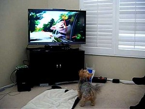 GoShredEx Geico Dog and pig video.AVI