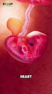 356K views · 4.1K reactions | Fetal Heart ❤ | Pregnancy to parenting | Facebook