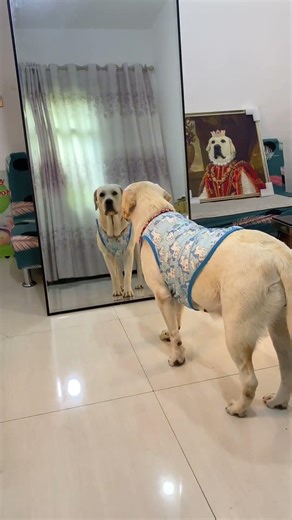 A fat model showing off "not recognizing relatives" with cheap clothes