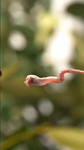 Chameleon Attack in Slow Motion 🤯