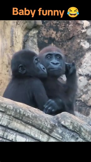 Hilarious Moments of Baby Gorillas