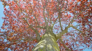 Tree, Autumn, Color. Free Stock Video