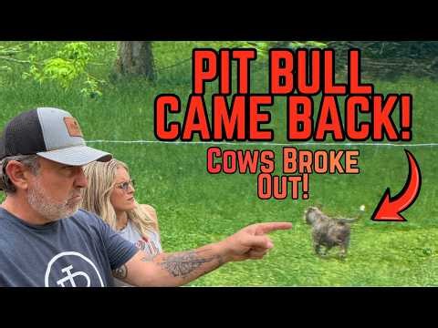 PIT BULL Chased Cows Out Of The Pasture?!? | We Race To Get Them Off The Highway!!! | Rambling