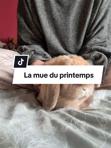 Importance de la Mue chez les Lapins