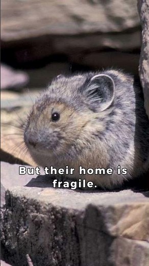 Tiny Mountain Alarm: The American Pika’s Fight for Survival in Glacier