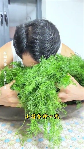 收割小茴香的过程，看着也太解压了！ #科普 #知识 #冷知识