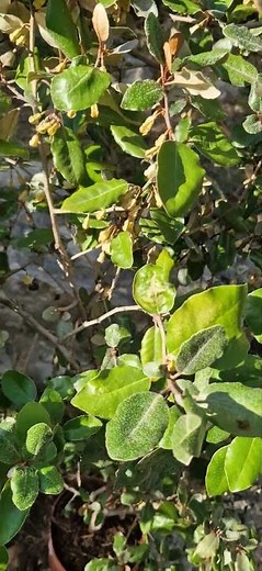 elaeagnus x ebbingei