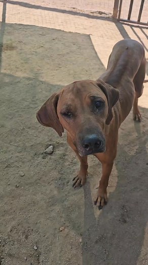 ‼️‼️ URGENT FOREVER HOME NEEDED ‼️‼️ This is Heidi. 🌻💞 She was given this name because she was found as a stray in the Hennops River area mountains with her 8 puppies. Heidi was not new to hardship. Rescue orgs in the area has been trying to catch Heidi for almost 2 years. A little while ago Heidi decided she needed help and we managed to get catch her with her 8 pups. This week she had her eyes checked with Ophthalmologist, Dr Lo An of Oday Vets at Valley Farm Animal Hospital. Unfortunately H