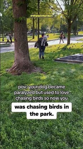 Nothing Can Stop This Dog From Chasing Birds ❤️