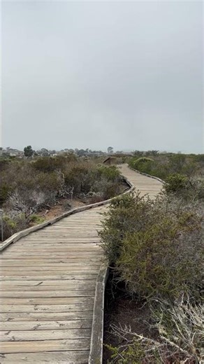 The Elfin Forest