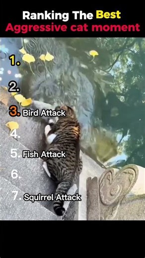 Ranking the best aggressive cat moments #ranking #funny #cat