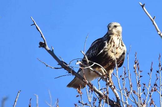 8 Types of Hawks Found in Connecticut (Photos) - Bird Feeder Hub