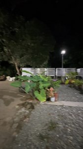 Night Life @ Myko’s Aviary🦜 | Myko's Aviary