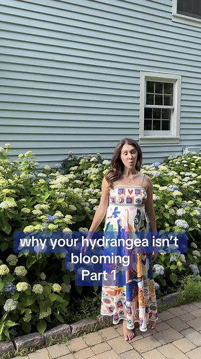 How to Get More Hydrangea Flowers: Soil Nutrients and Acidity Guide
