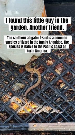 🦎Meet the Southern Alligator Lizard. #gardenfriends #GardenWildlife #ReptileLife #nature #garden