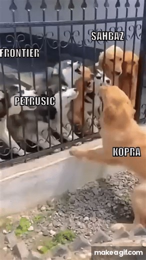 Dog bites the hand of husky 🤣 on Make a GIF