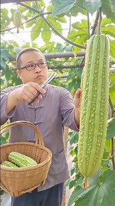 🥒 Harvesting Giant Bitter Gourds in a Greenhouse