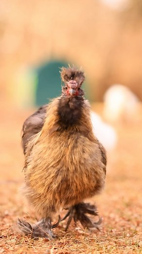Happy fluffy chickens loving their little fluffy lives 🥰 | Pocket Macro