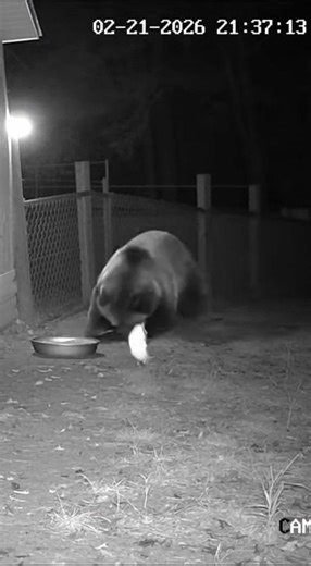 Nighttime CCTV captures bear attacking duck | Pounder's Path