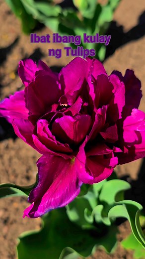 Ibat ibang kulay ng Tulips😍 #tulips #differentcolors #springflowers #flowergarden #fbreels2025ツ | Vic Mendoza Redlin