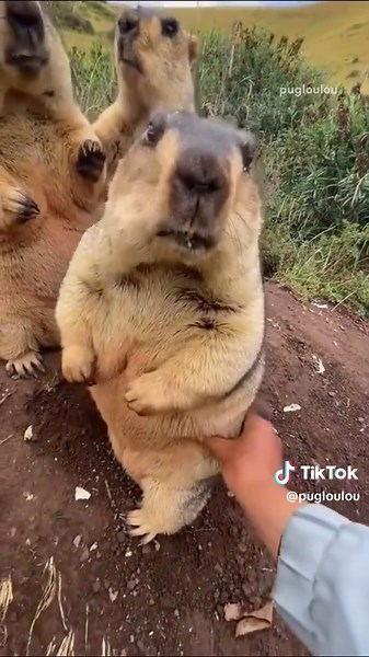 Pug Handprint Meme: I See No Difference