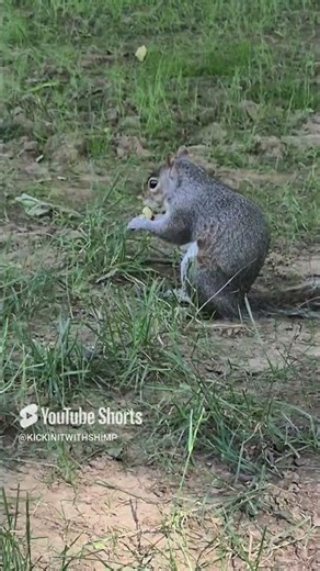 EASTERN GRAY SQUIRREL