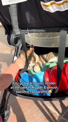 Adaline and I were playing for a long time at the park and whenever we got back to the stroller, I looked down and saw this cat all snuggled up in the bottom of it. Jon wouldn’t be happy if I brought a cat home. 😆