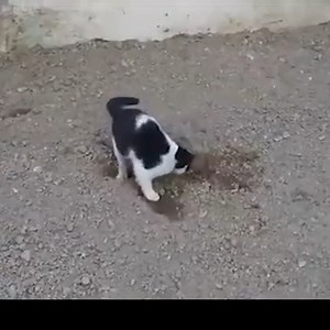 357K views · 3.9K reactions | Why do cats hide their poop? | Alex Artist Page | Facebook