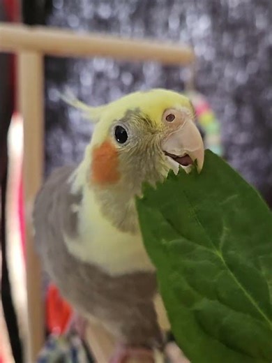 Buddy enjoying spinach. #birds #cuteanimals #cockatiel #birbs