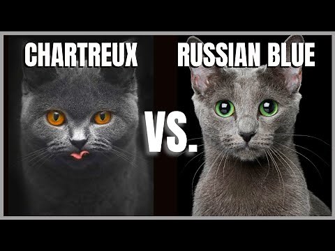 Chartreux Cat VS. Russian Blue Cat