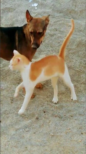 cute cat lovely moments😻 lovely mood🐈#cat videos #trending#shorts#viral #animal